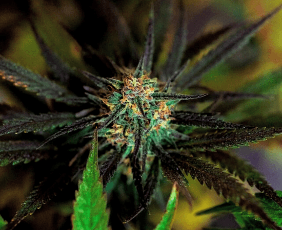 fase de floracion y cosecha en como cultivar cannabis medicinal